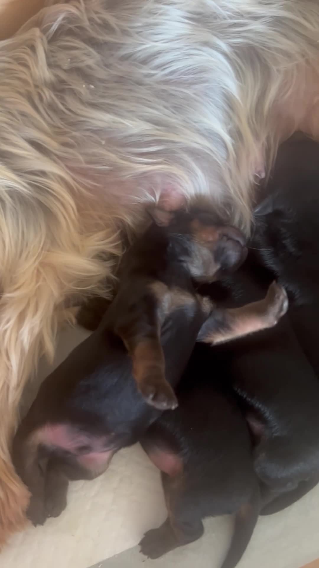 Mixed Breed dogs for sale: Adorable Chorkiepoo puppies  - Video 1
