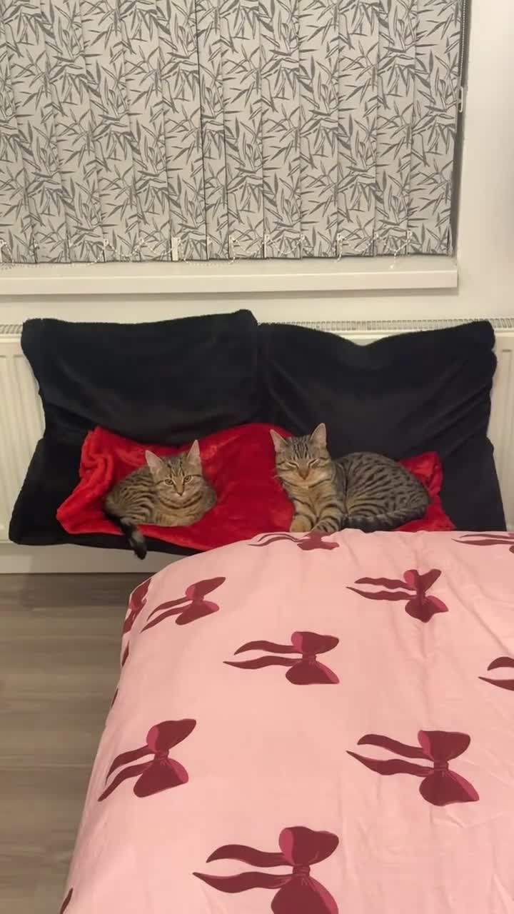 Domestic Shorthair cats for sale: 🐾 Kairo & Wooshay – Loving Homes Wanted 🐾 - Video 2