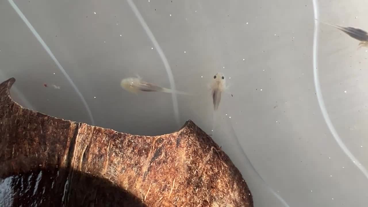 Axolotl reptiles for sale: Baby Axolotls  rehoming - Video 5