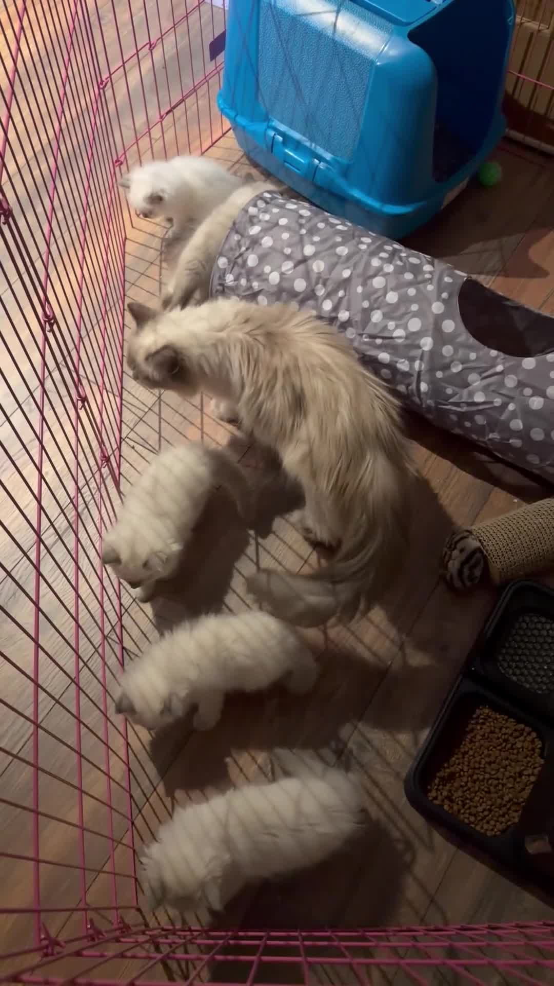 Ragdoll cats for sale: Pure bred blue pointed lynx ragdolls - Video 2