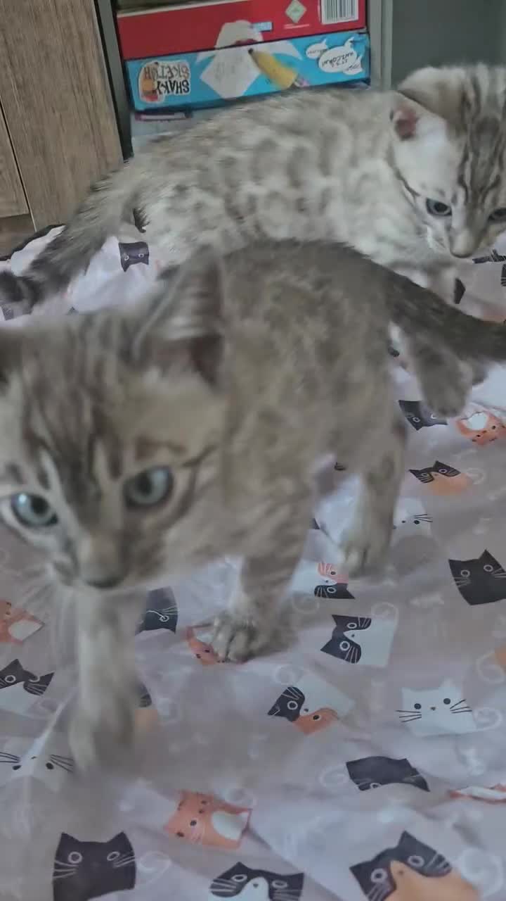Bengal cats for sale: Bengal kittens ready Jan 30th - Video 1