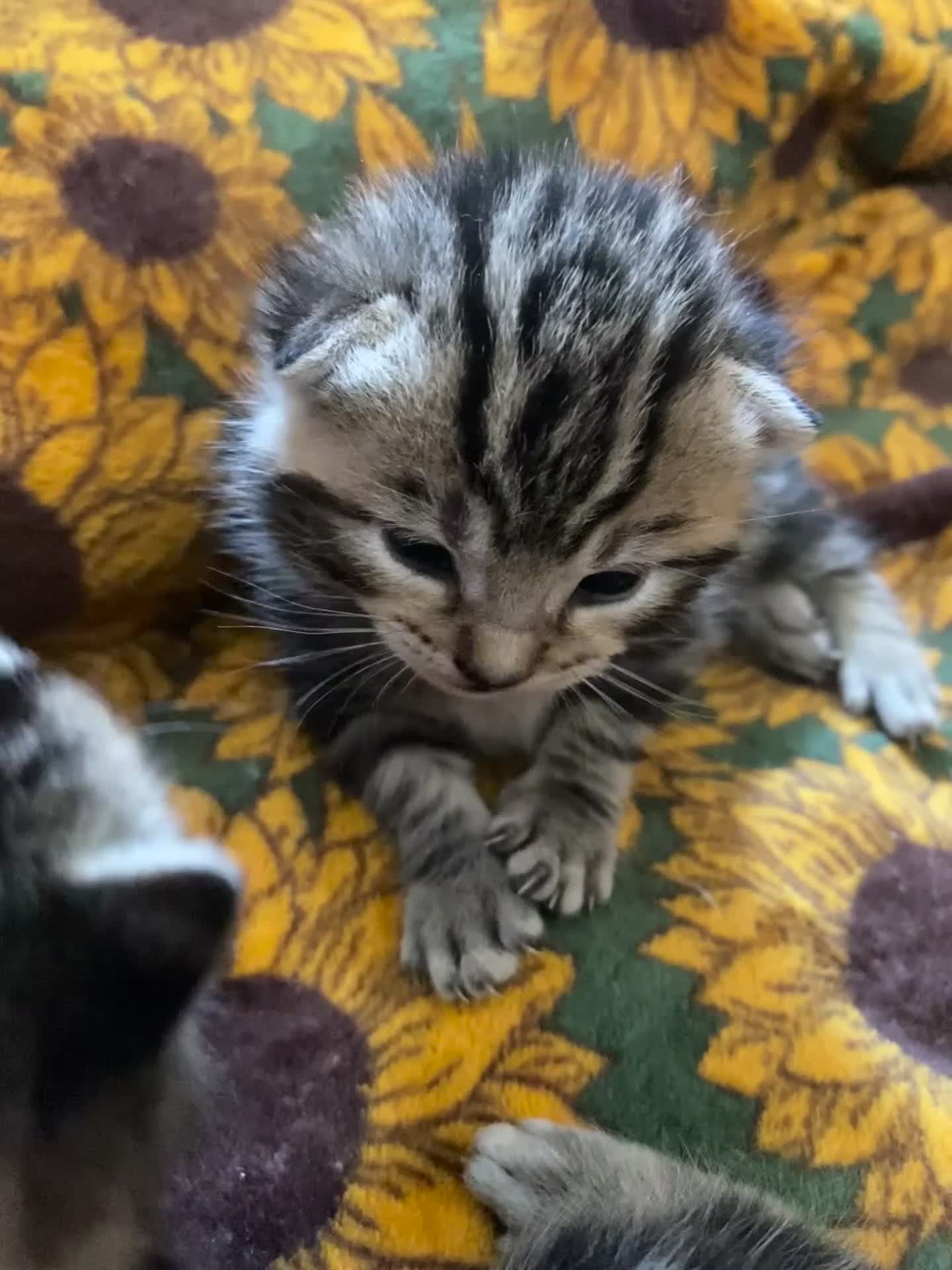 Mixed Breed cats for sale: Last female bengal x ASH x Bombaykittens 🐱 - Video 2