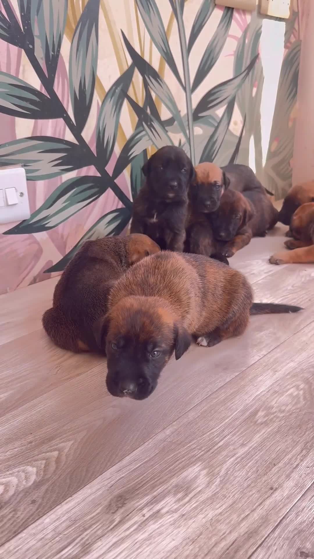 Belgian Shepherd Dog dogs for sale: Stunning Dutch Herder x Alano Español Pups  - Video 1