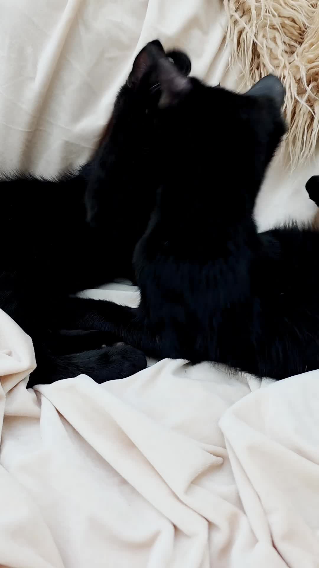 Mixed Breed cats for sale: 4 Maine Coon X Kittens Ready To Leave!!! - Video 2