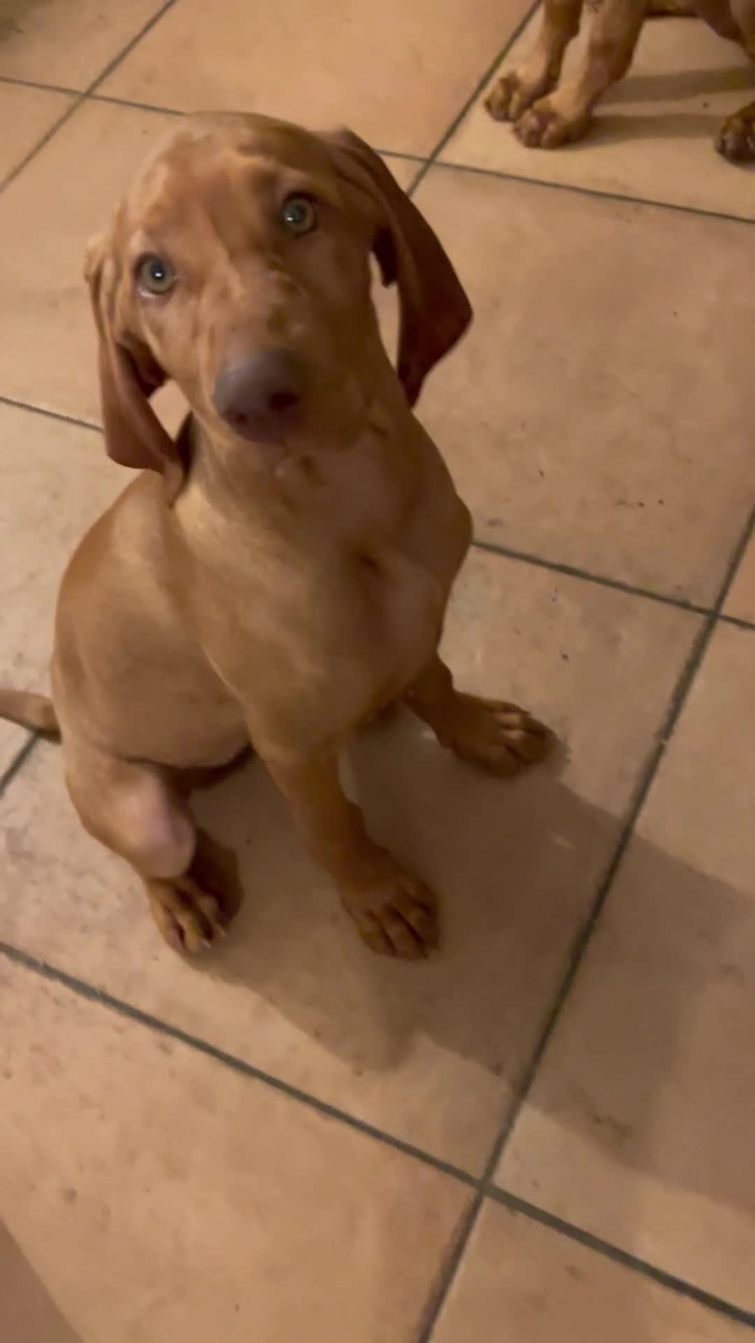 Hungarian Vizsla dogs for sale: Last, but best in litter, to go in Hove - Video 4