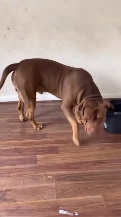 Bullmastiff dogs for sale: Bullmastiff **tiff - Ready Now - London - Video 3