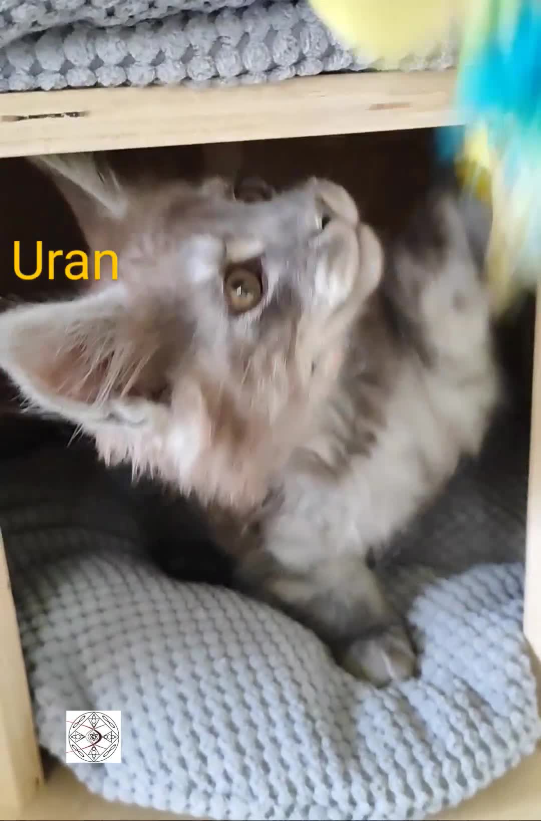 Maine Coon cats for sale: Absolutelly gorgeous kittens  - Video 3