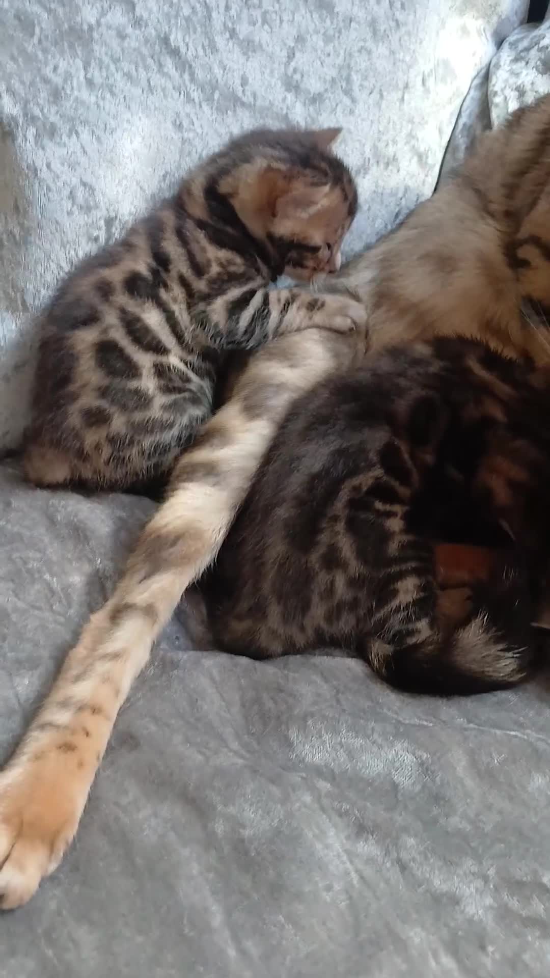 Bengal cats for sale: Pure baby Bengals 🐈😻 - Video 1
