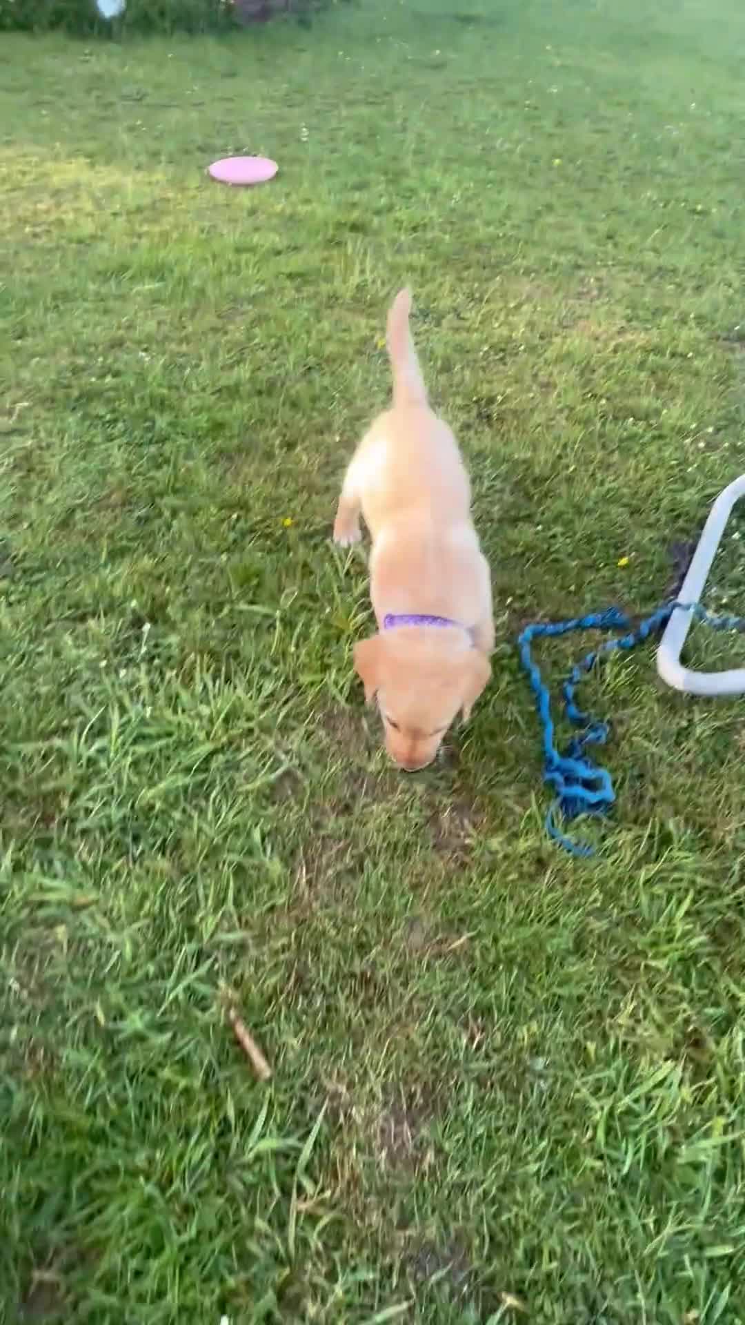 Labrador Retriever dogs for sale: 4 Beautiful Working Labrador Puppies - Video 1