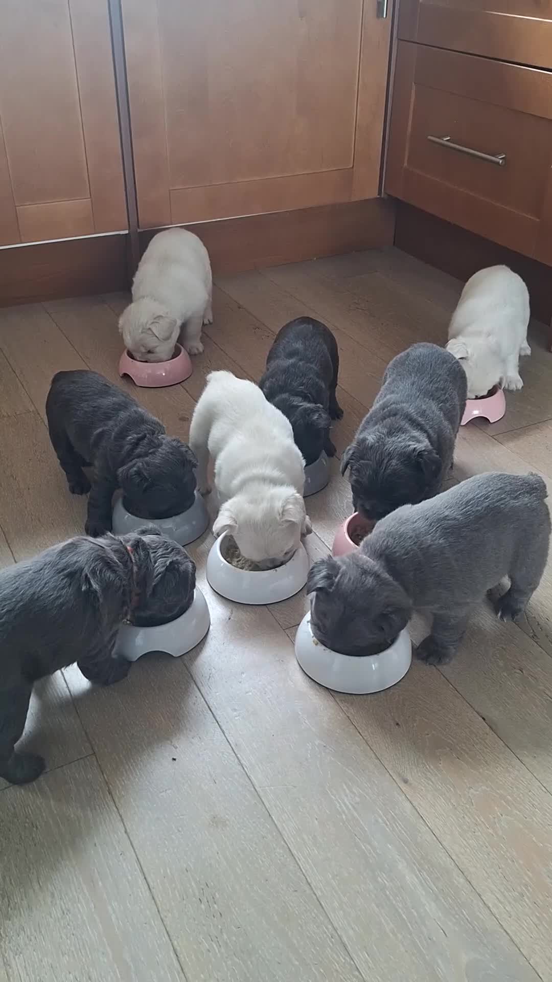 French Bulldog dogs for sale: Fluffy French Bulldog Puppies - Video 1