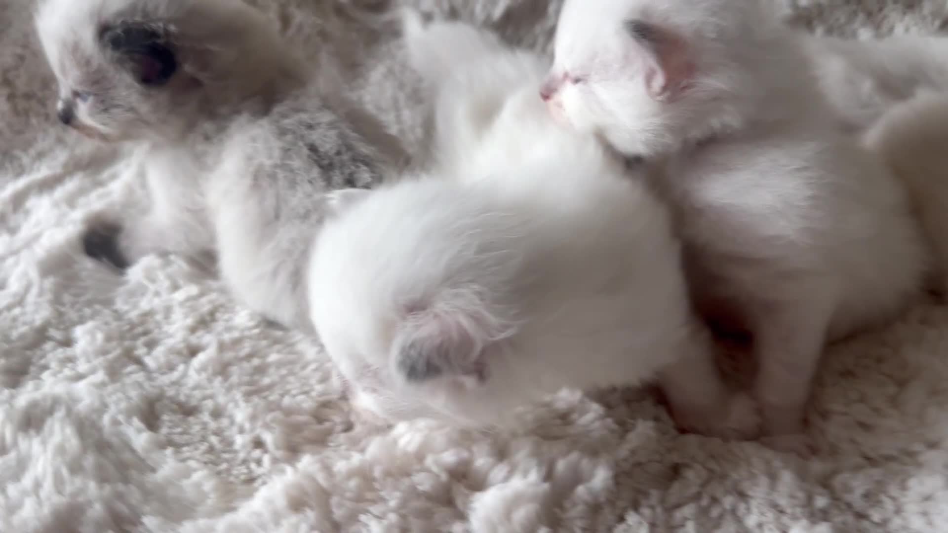 Ragdoll cats for sale: Beautiful litter of Ragdoll baby’s!  - Video 4