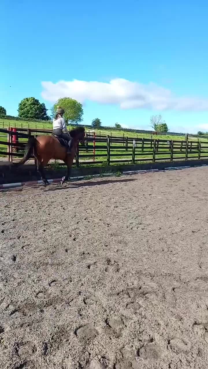 Irish Thoroughbred horses for sale: Thatbeatsbanagher in Leyburn - Video 1