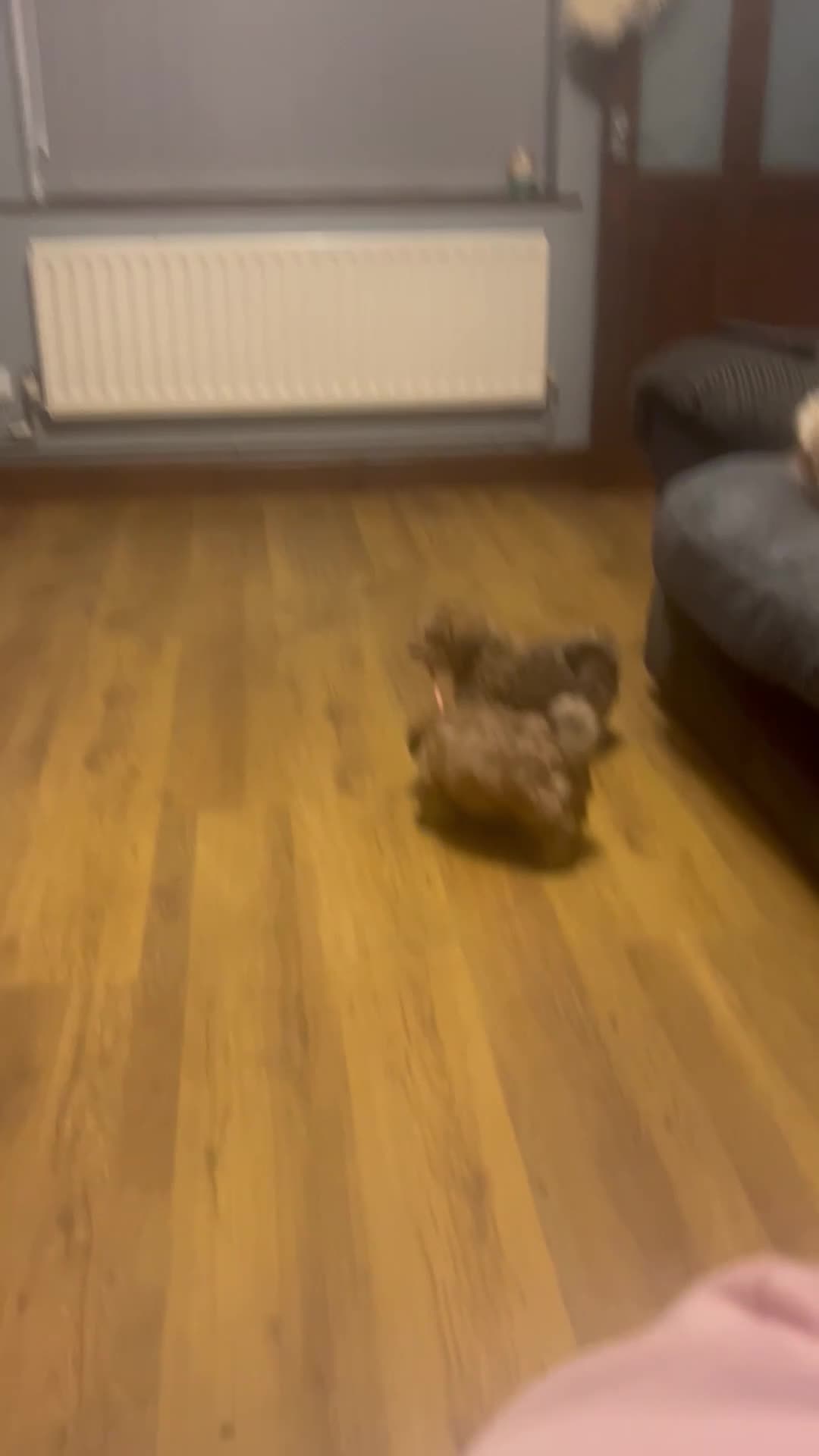 Shih Tzu dogs for sale: Gorgeous little boy - Video 1