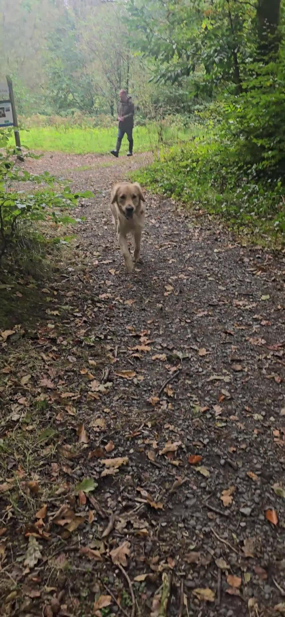 Golden Retriever dogs for stud: Golden Retriever Stud-Meet Hamish - Video 2