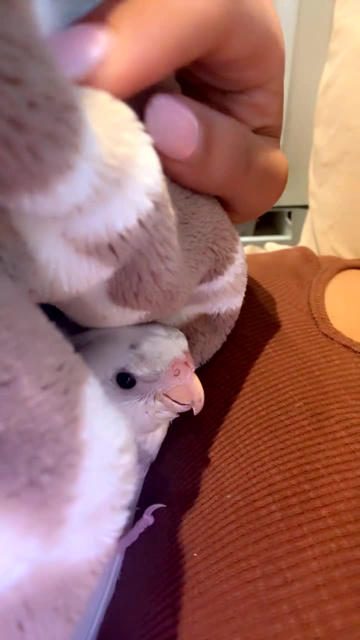 Cockatiels birds for sale: 3.5 months old male cockatiel- hand reared+cage i - Video 3