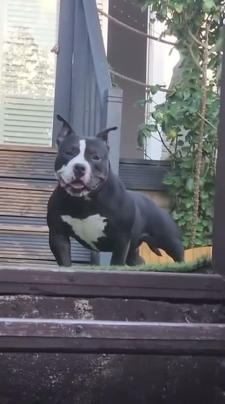American Bully dogs for sale: American bully pocket female  - Video 1