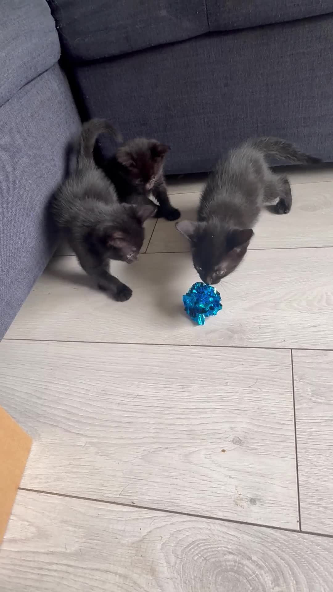 Mixed Breed cats for sale: 3 beautiful black female kittens for sale  - Video 1