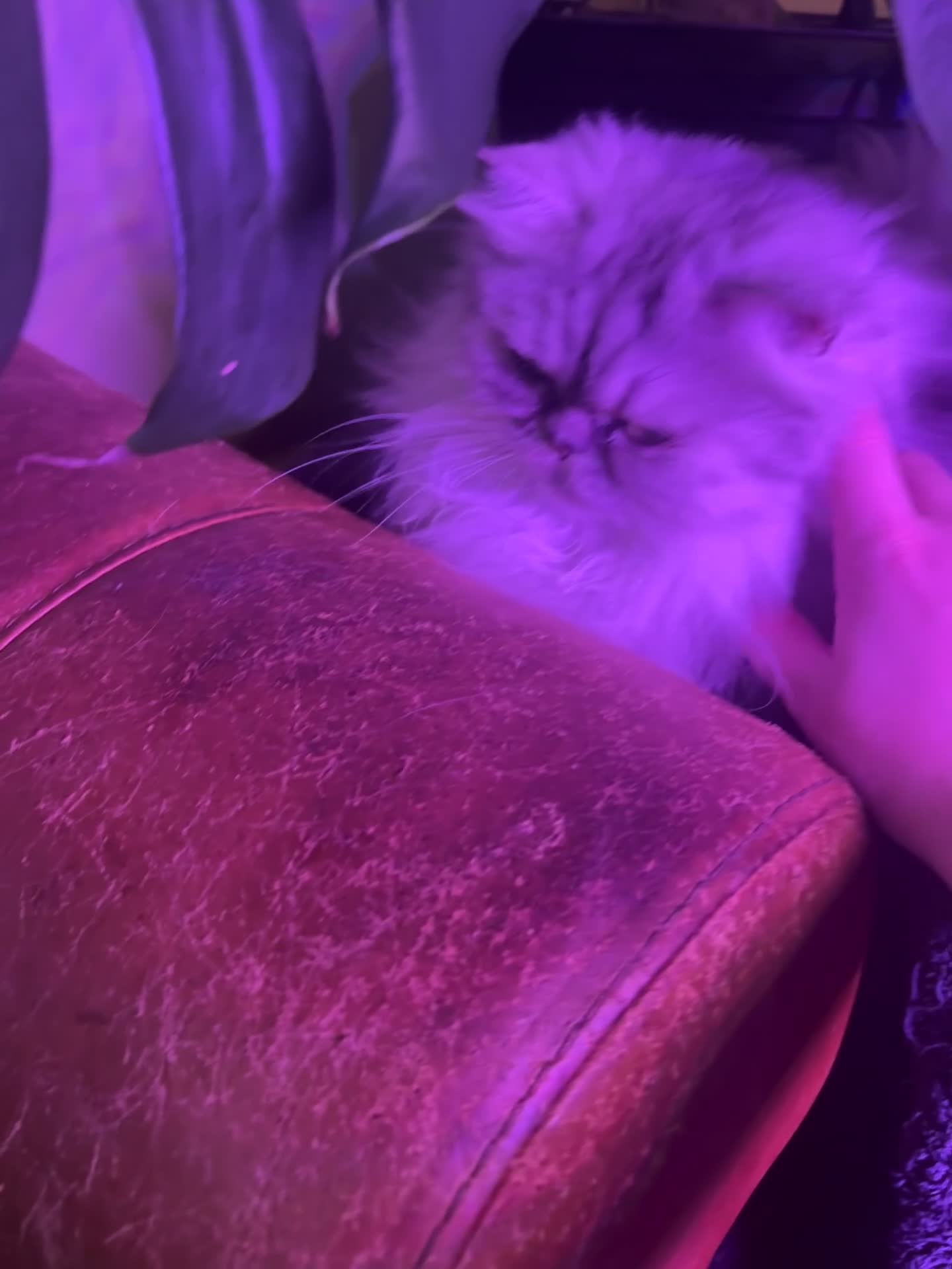 Persian cats for sale: Gorgeous Female Persian  - Video 1