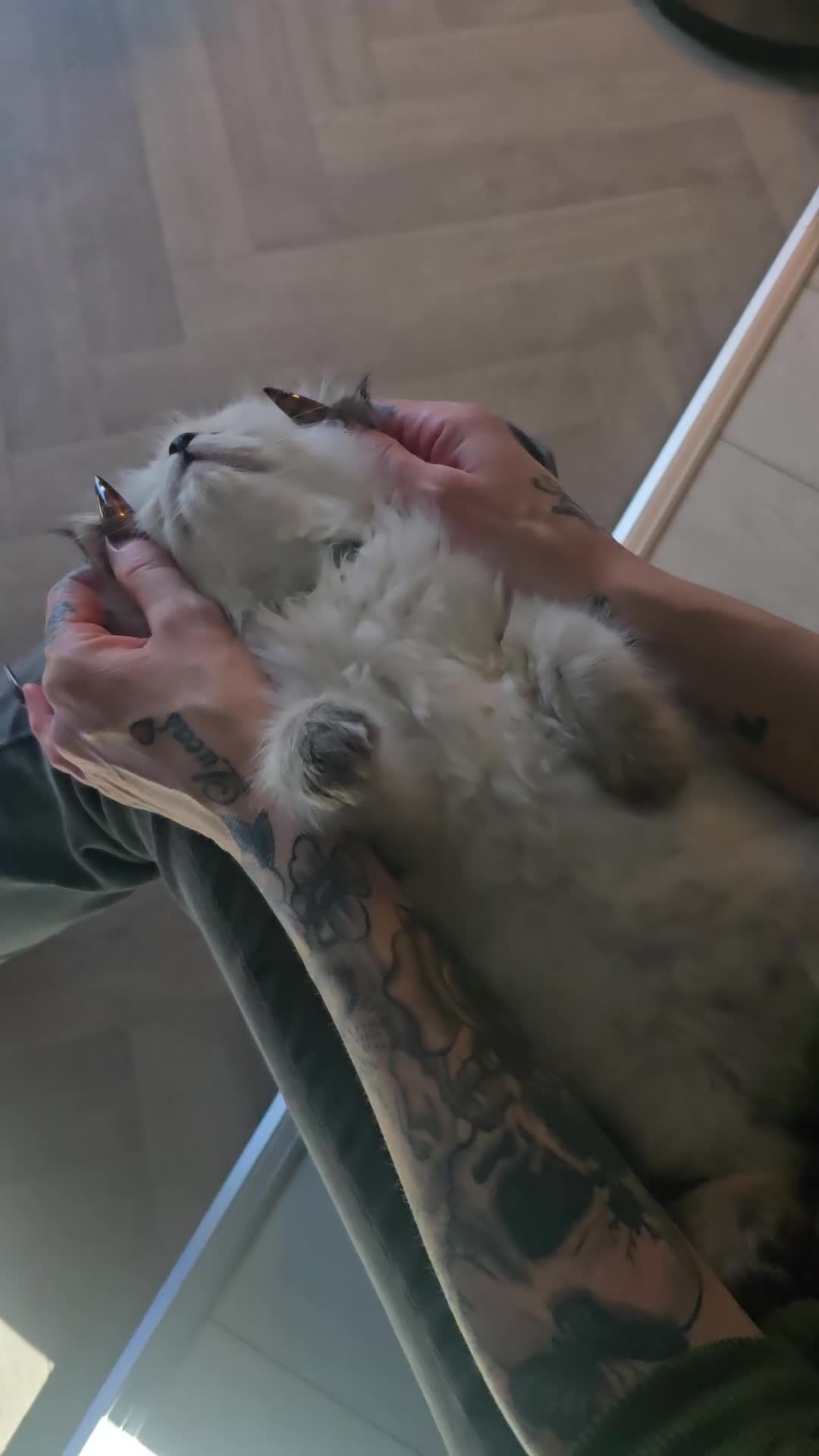 Ragdoll cats for sale: 🐾 TICA Beautiful Ragdoll Kittens - 2 Boys 🐾 - Video 1