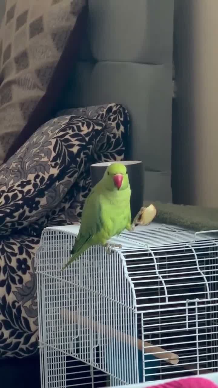 Ringnecks birds for sale: Ringneck for sale in Dunstable - Video 1