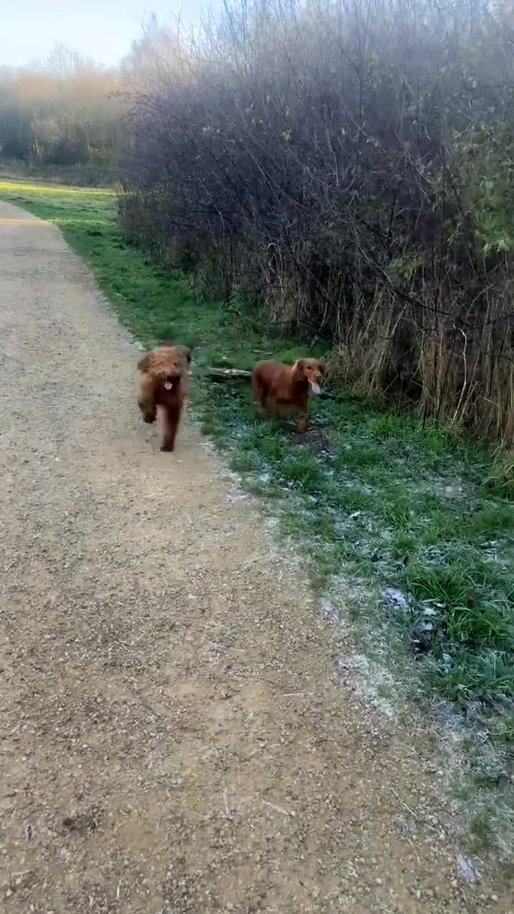 Cockapoo dogs for sale: **REDUCED** LAST GIRL COCKAPOOS  - Video 3