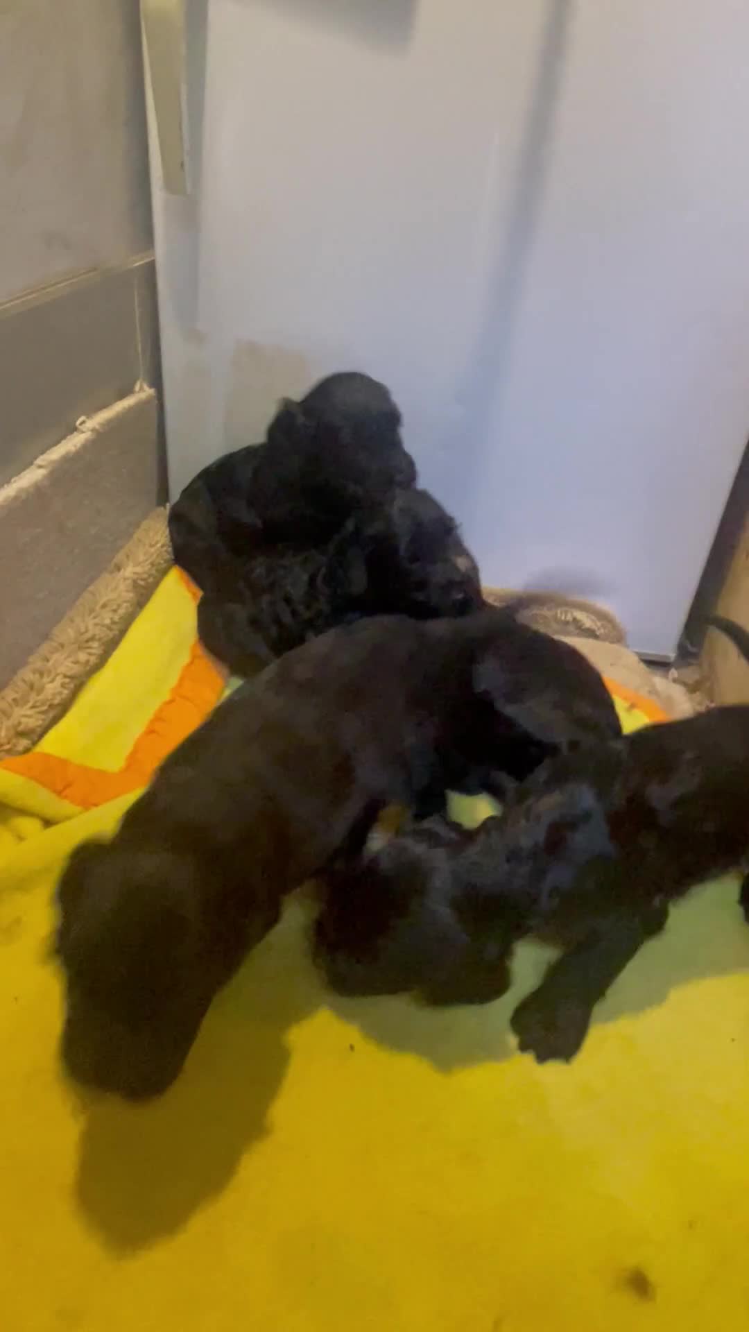 Cockapoo dogs for sale: Cockapoos puppy’s 🐶🐾 - Video 2