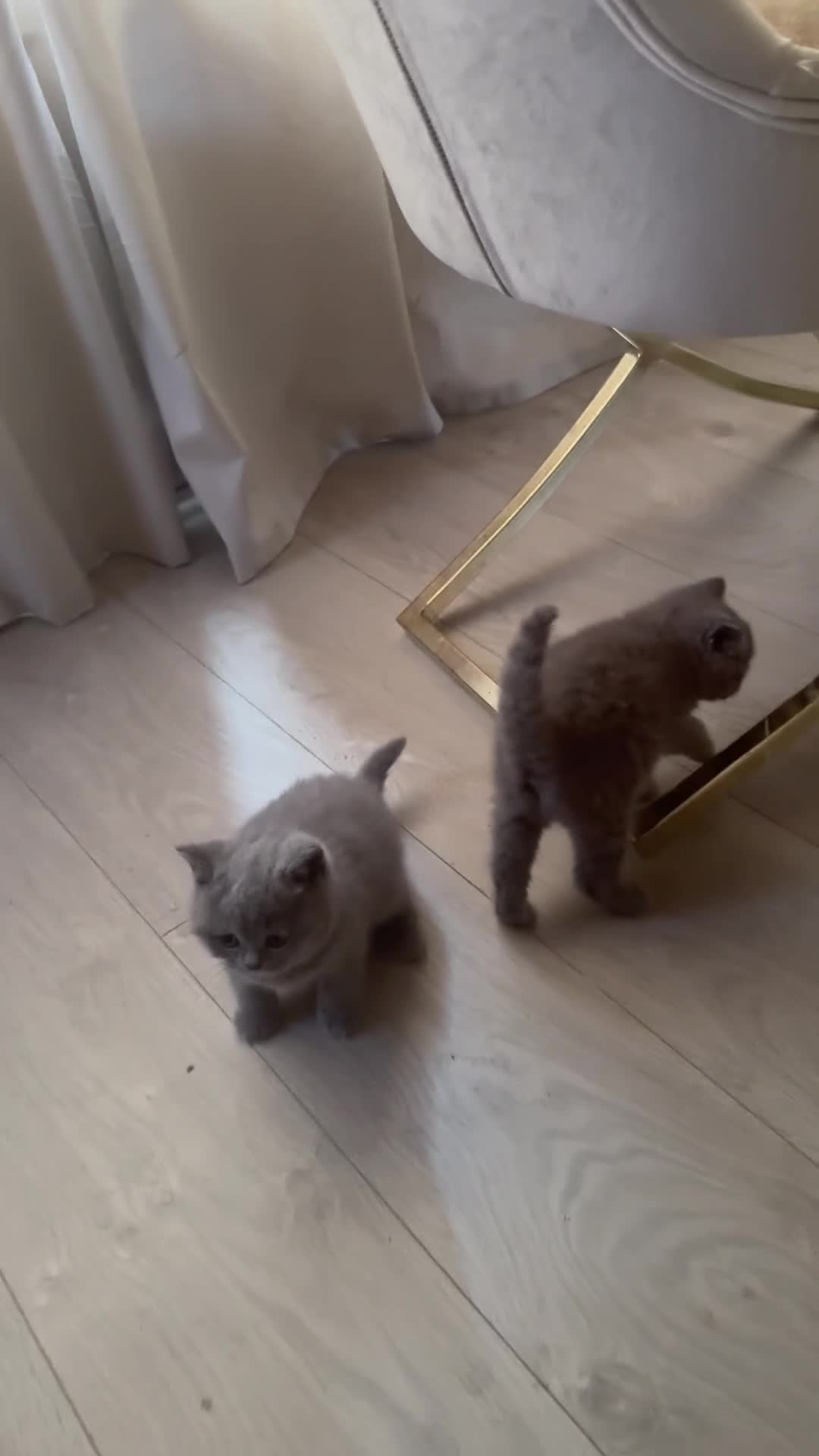 British Shorthair cats for sale: READY NOW 2 LOVELY BOYS BSH BLUE  - Video 2