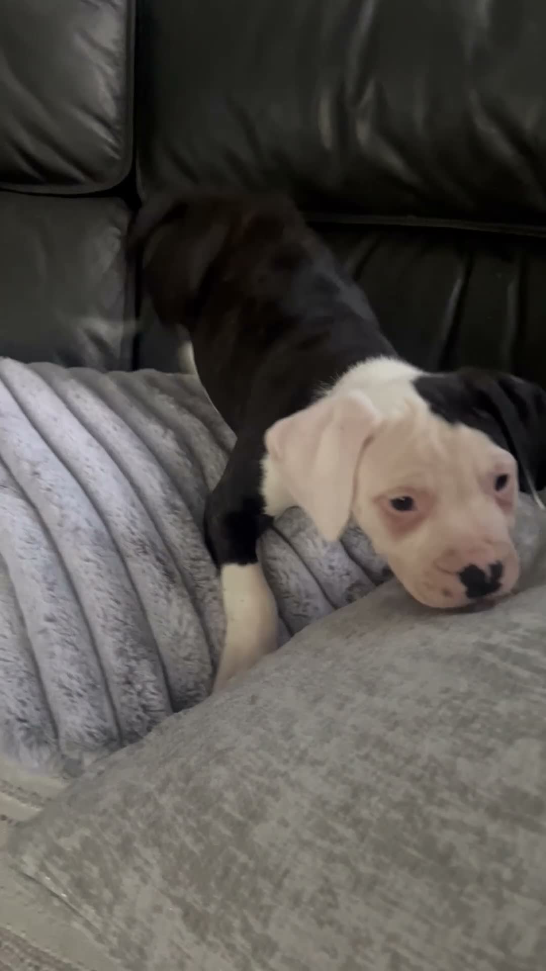 American Bulldog dogs for sale: ❤️AMERICAN BULLDOG PUPPIES   1 GIRL LEFT ❤️🐾 - Video 1