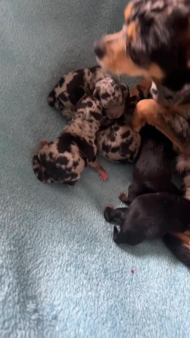 Chihuahua dogs for stud: kc lilac long haired chihuahua for Stud in South Shields - Video 1