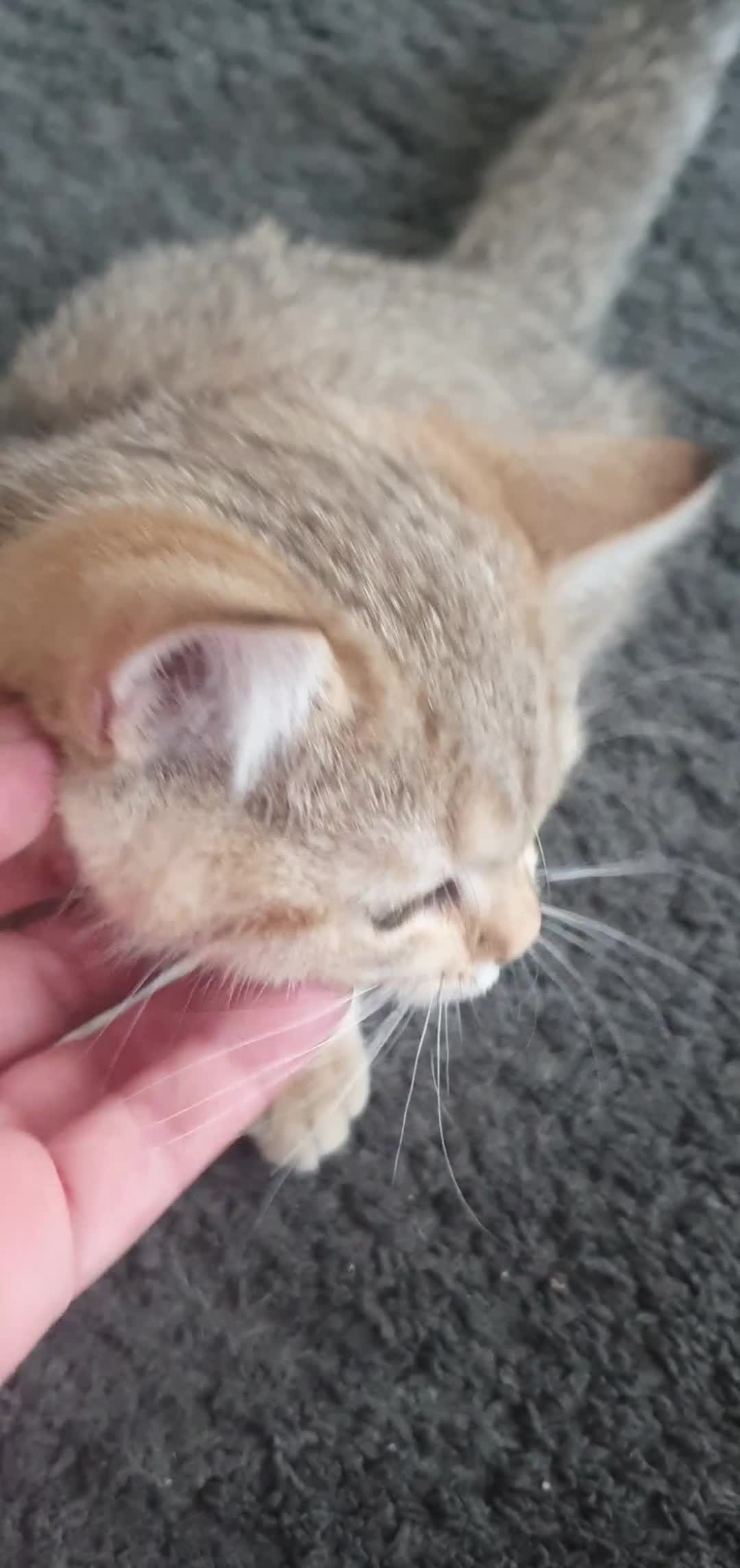 British Shorthair cats for sale: British Shorthair Blue & Black Gold Spotted Tabby  - Video 2