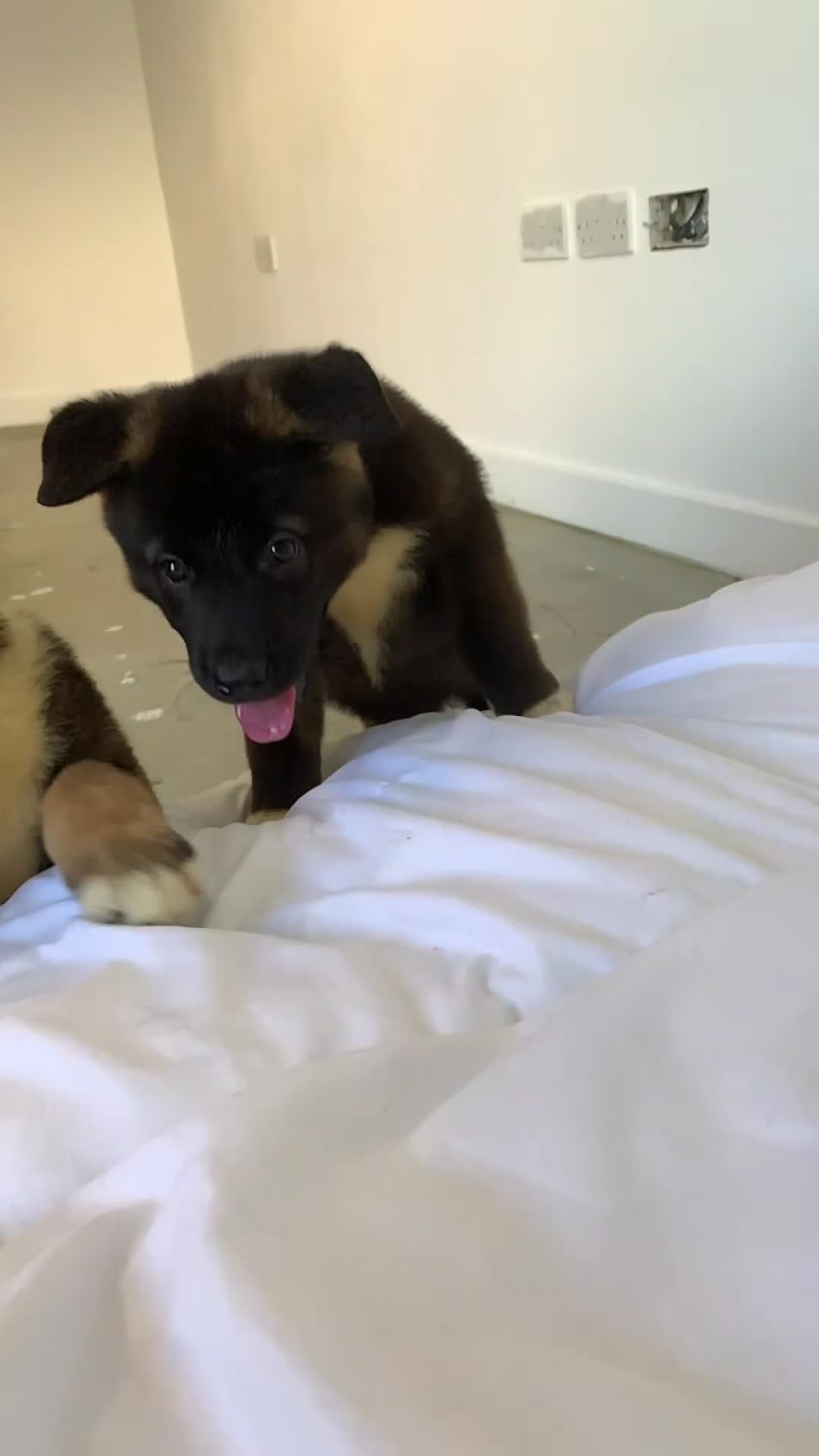 Akita dogs for sale: American Akita pup - Video 2