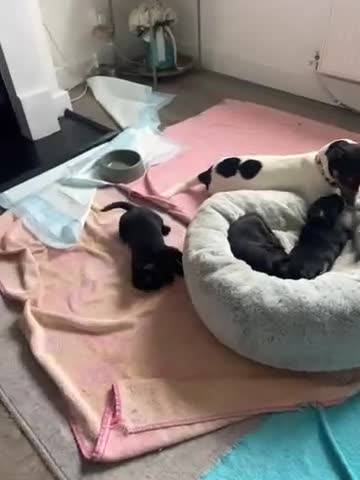 Patterjack dogs for sale: Patterjack puppies  in Chorley - Video 1
