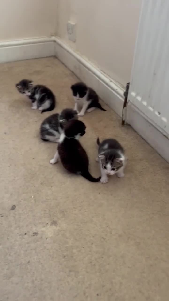 British Shorthair cats for sale: 5 gorgeous kittens - Video 1