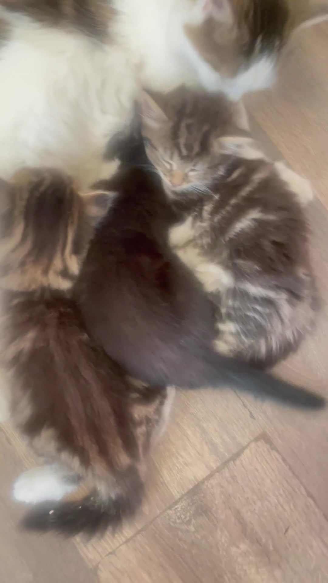 Mixed Breed cats for sale: Kittens for sale! - Video 1