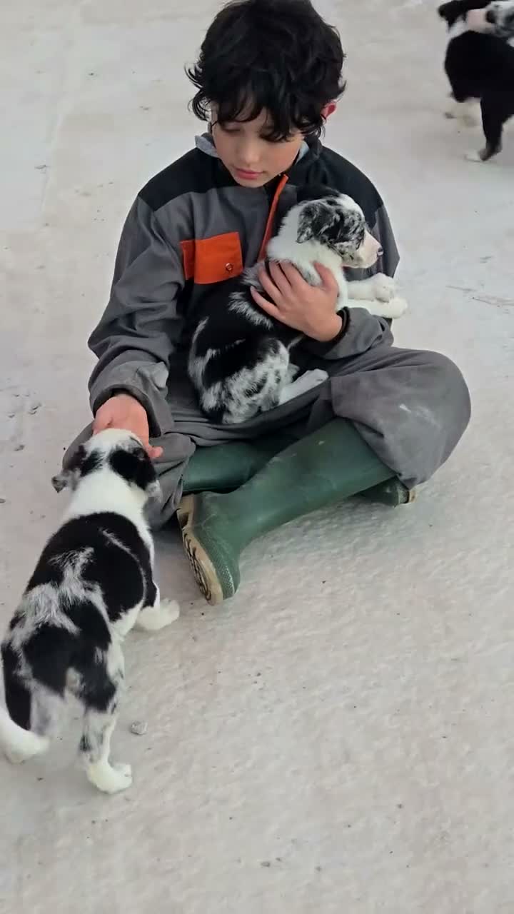 Border Collie dogs for sale: 8 Absolutely stunning Puppies Looking for new home in Montgomery - Video 4