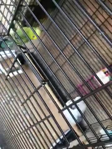 Budgerigars birds for sale: Two budgies  - Video 1