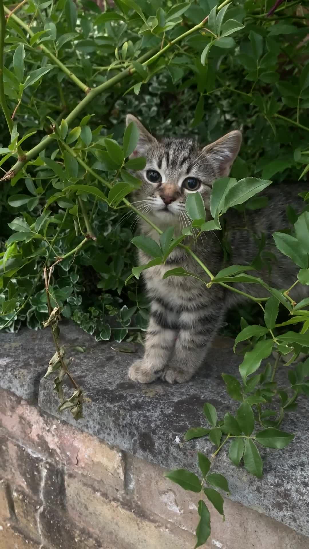 British Shorthair cats for sale: 3 British shorthair x tabby  - Video 3