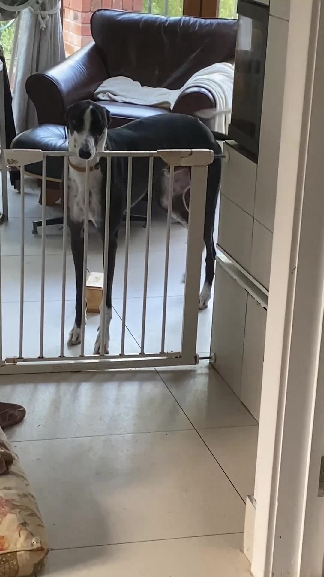 Greyhound dogs for sale: Louie loving house trained greyhound laid back - Video 1