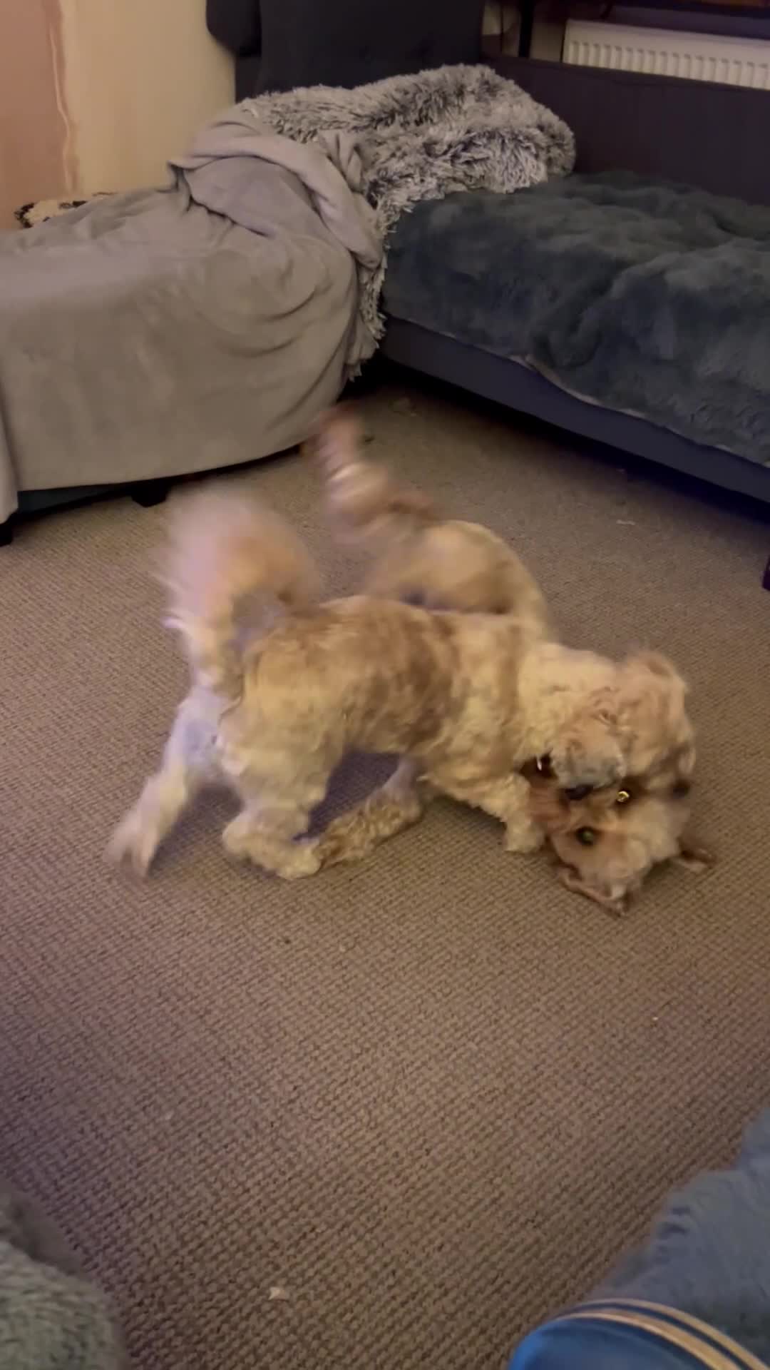 Cockapoo dogs for adoption: Benji is looking for a new home  - Video 3