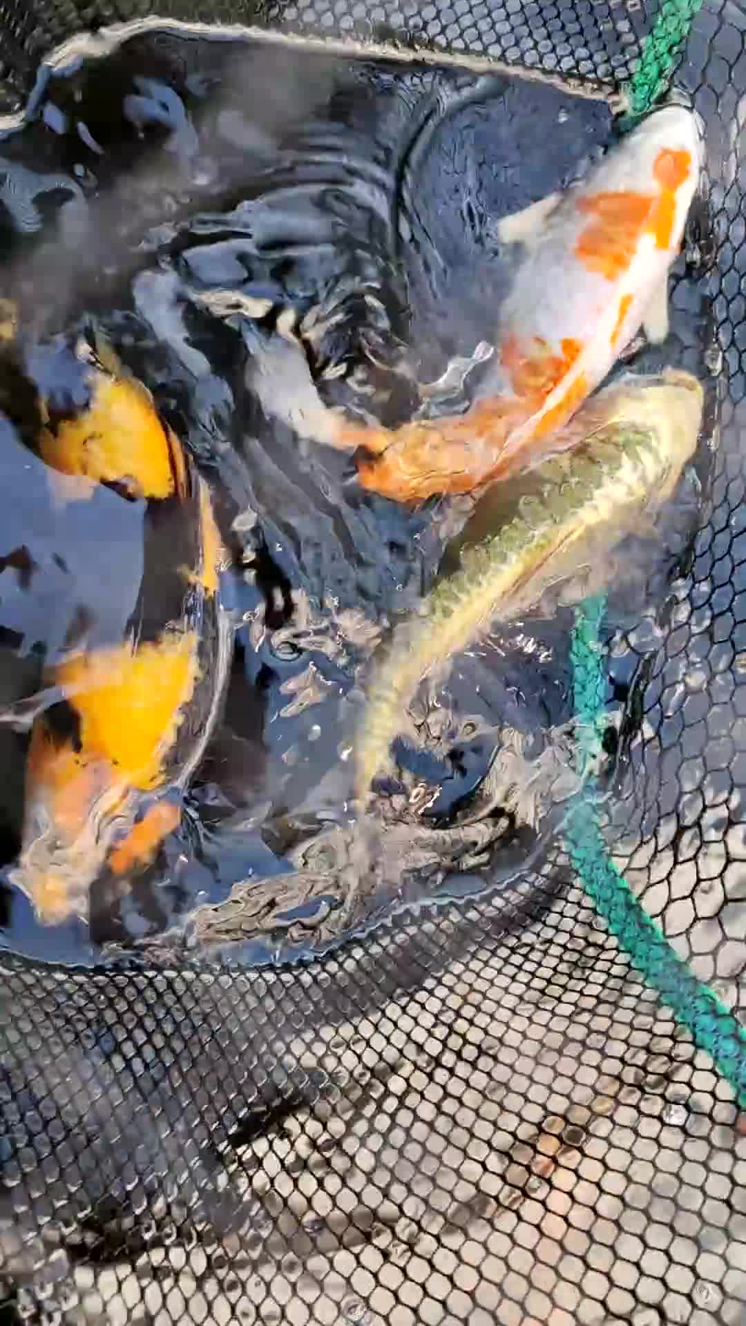 Koi Carp fish for sale: KOI FOR SALE - Video 3