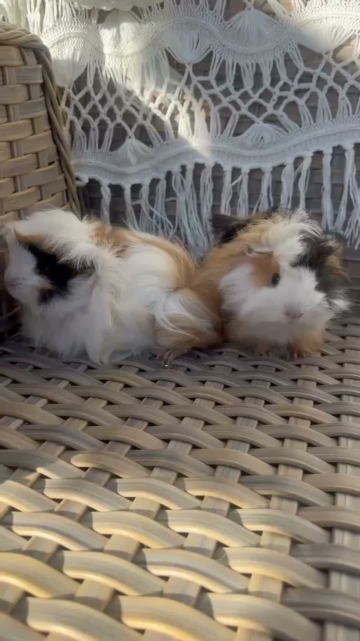 Guinea Pig rodents for sale: 2 very pretty female guinea pigs  - Video 1