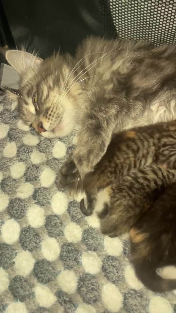 Maine Coon cats for sale: Mainecoon Cross  - Video 4