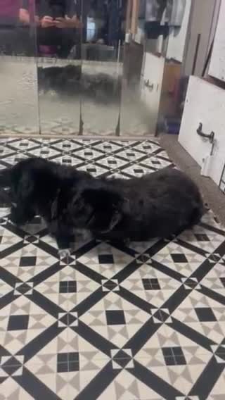 Shih Tzu dogs for sale: Three Puppies for sale in Peterborough - Video 2