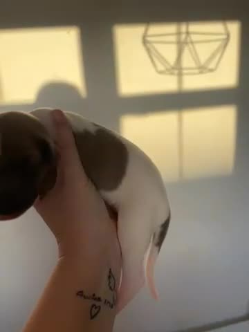 Whippet dogs for sale: 🌟 quality KC whippet pups 🌟 - Video 4