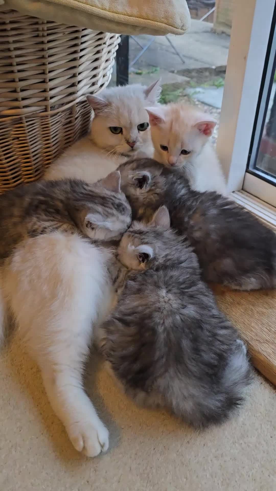 British Longhair cats for sale: Most Beautiful British Longhair Kittens - Video 2