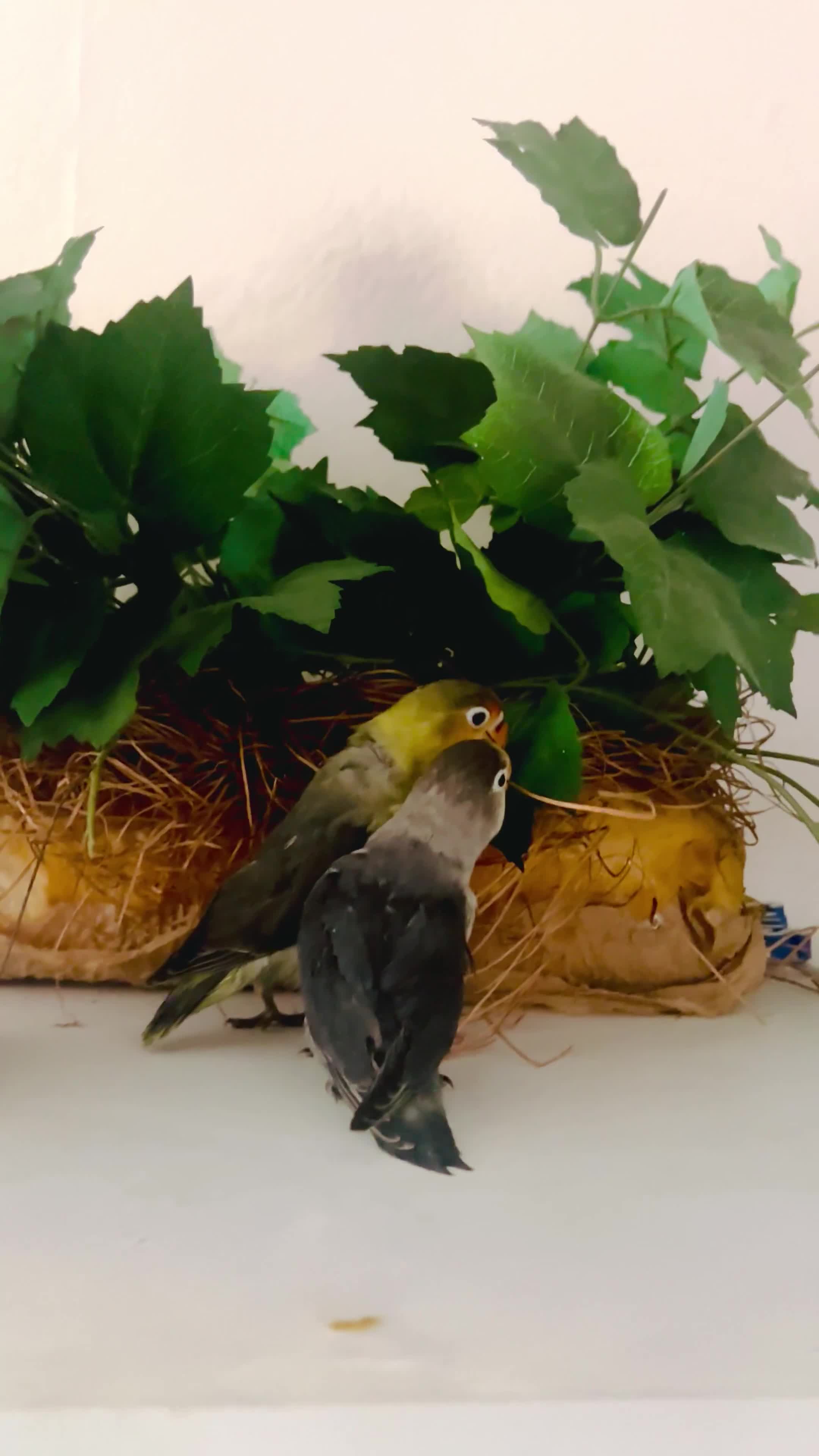 Lovebirds birds for sale: Hand-Reared Tame Lovebird Babies – Rare Colours - Video 1