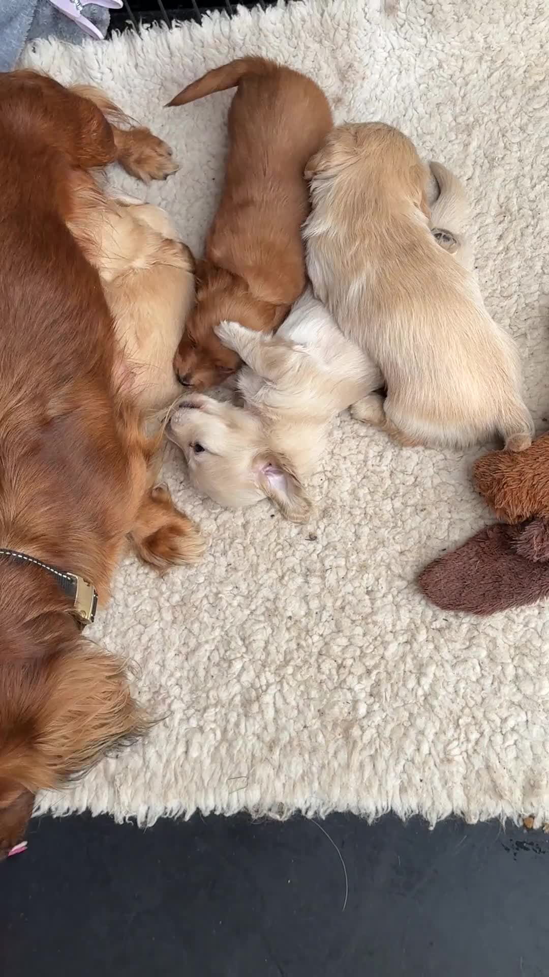 Miniature Dachshund dogs for sale: ♥️FEMALE LONG COAT DACSHOUNDS♥️ - Video 1