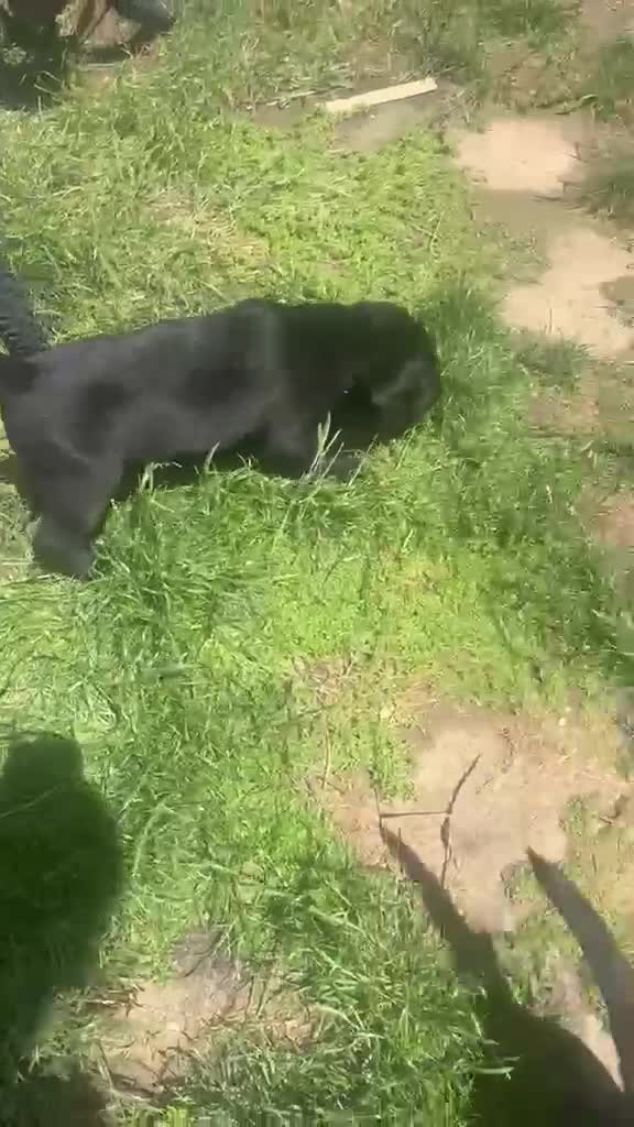 Labrador Retriever dogs for sale: 2 gorgeous black males ready for their homes - Video 2