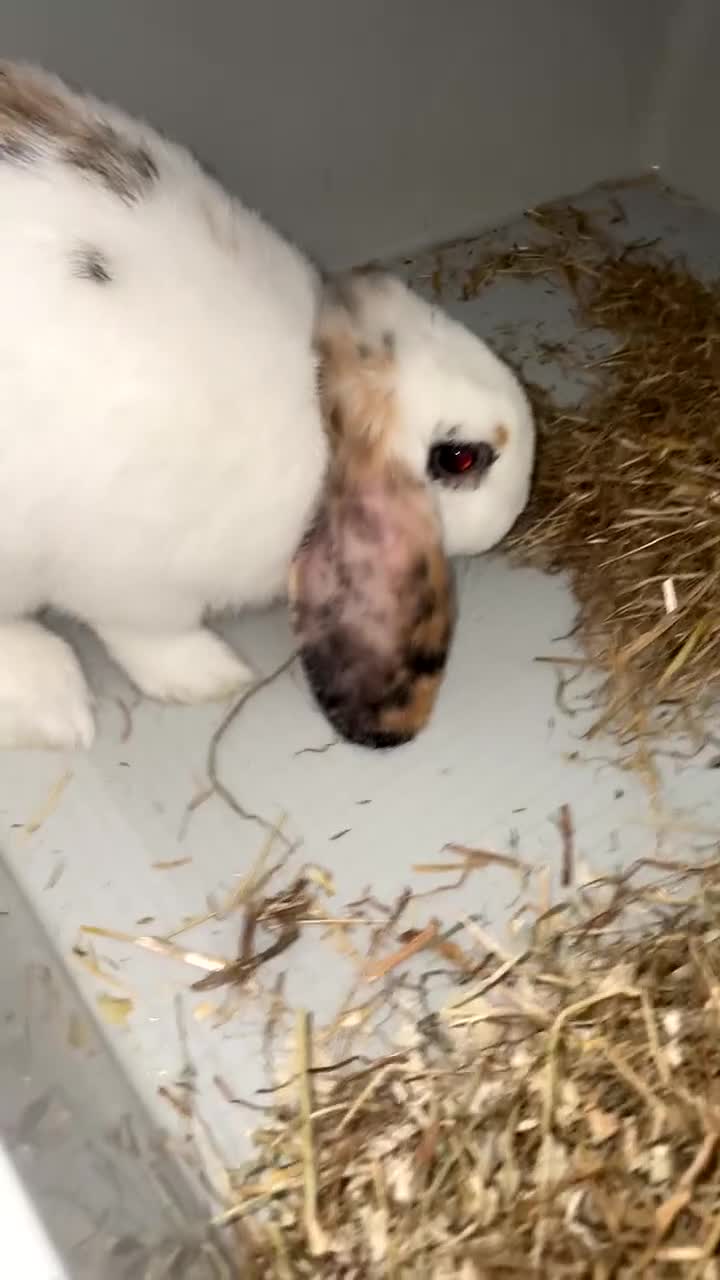 English Lop rabbits for sale: gorgeous white rabbit  - Video 1