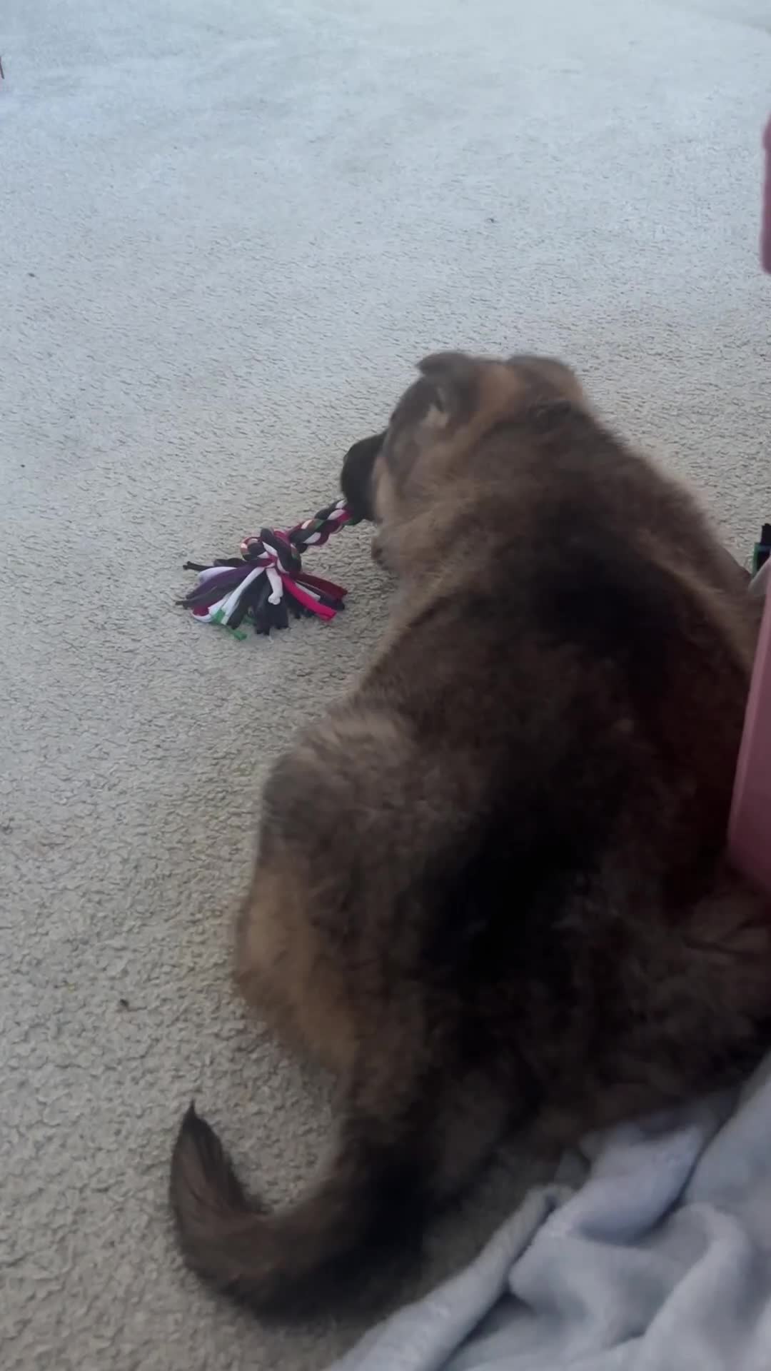 German Shepherd dogs for sale: German shepherd puppy - Video 1